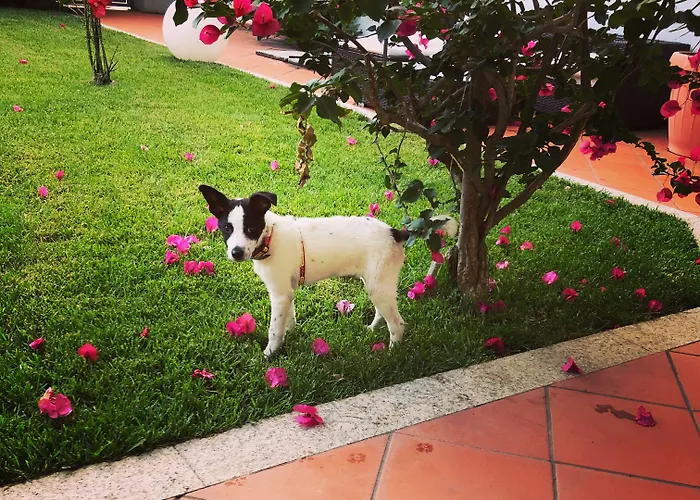 Garden Vendégház Olbia