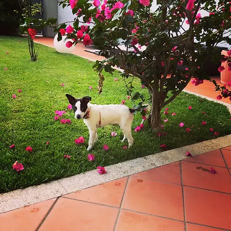Garden بيت ضيافة أولبيا